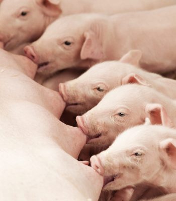 Grise_39-scaled.jpg Grise_39-scaled.jpg