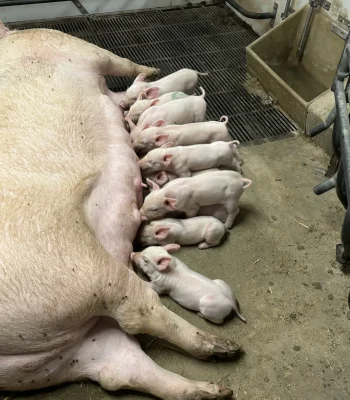 IMG_4343.webp IMG_4343.webp